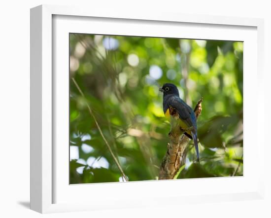 A White Tailed Trogon, Trogon Chionurus, Rests on a Branch in Ubatuba, Brazil-Alex Saberi-Framed Photographic Print