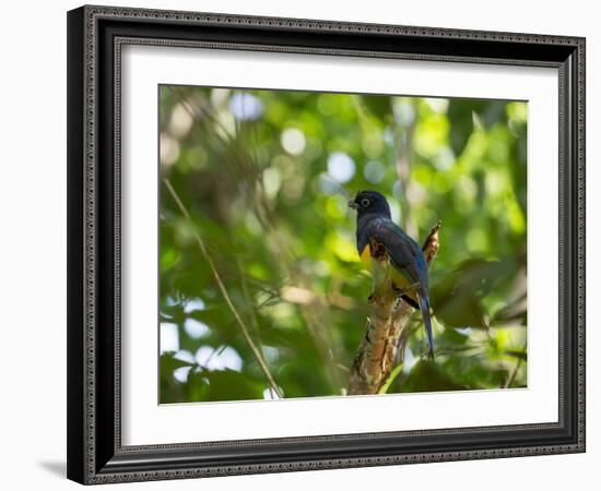 A White Tailed Trogon, Trogon Chionurus, Rests on a Branch in Ubatuba, Brazil-Alex Saberi-Framed Photographic Print