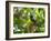 A White Tailed Trogon, Trogon Chionurus, Rests on a Branch in Ubatuba, Brazil-Alex Saberi-Framed Photographic Print