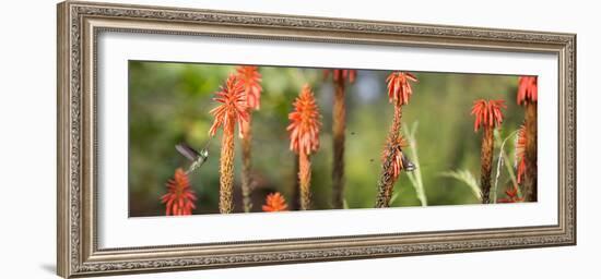 A White-Throated Hummingbird and Bananaquit, Coereba Flaveola, on Plant-Alex Saberi-Framed Photographic Print