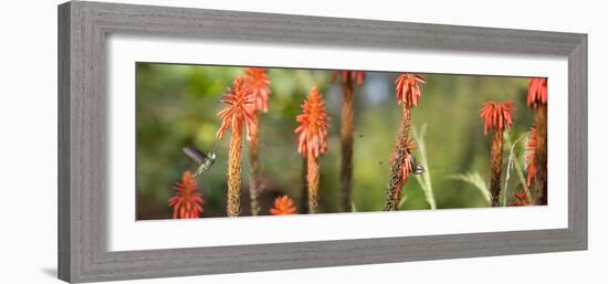 A White-Throated Hummingbird and Bananaquit, Coereba Flaveola, on Plant-Alex Saberi-Framed Photographic Print