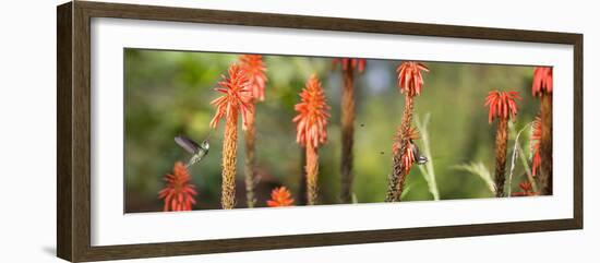 A White-Throated Hummingbird and Bananaquit, Coereba Flaveola, on Plant-Alex Saberi-Framed Photographic Print