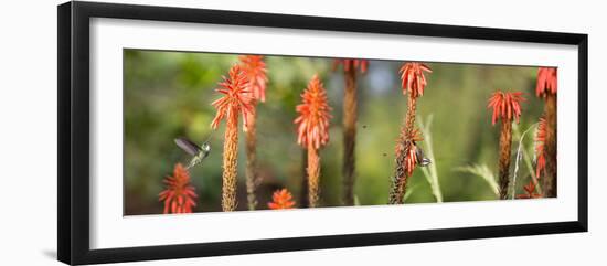 A White-Throated Hummingbird and Bananaquit, Coereba Flaveola, on Plant-Alex Saberi-Framed Photographic Print