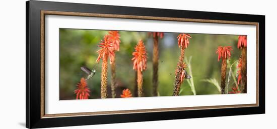 A White-Throated Hummingbird and Bananaquit, Coereba Flaveola, on Plant-Alex Saberi-Framed Photographic Print