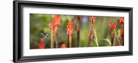 A White-Throated Hummingbird and Bananaquit, Coereba Flaveola, on Plant-Alex Saberi-Framed Photographic Print