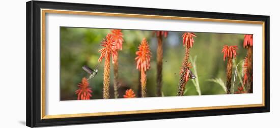 A White-Throated Hummingbird and Bananaquit, Coereba Flaveola, on Plant-Alex Saberi-Framed Photographic Print