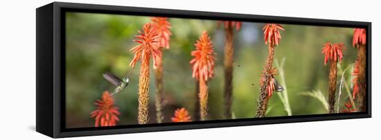 A White-Throated Hummingbird and Bananaquit, Coereba Flaveola, on Plant-Alex Saberi-Framed Premier Image Canvas