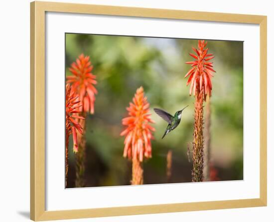 A White-Throated Hummingbird Feeds from Flower in Ibirapuera Park-Alex Saberi-Framed Photographic Print