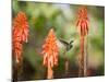 A White-Throated Hummingbird Feeds from Flower in Ibirapuera Park-Alex Saberi-Mounted Photographic Print