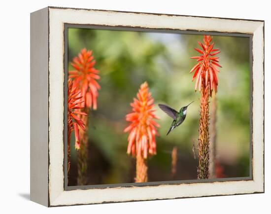 A White-Throated Hummingbird Feeds from Flower in Ibirapuera Park-Alex Saberi-Framed Premier Image Canvas