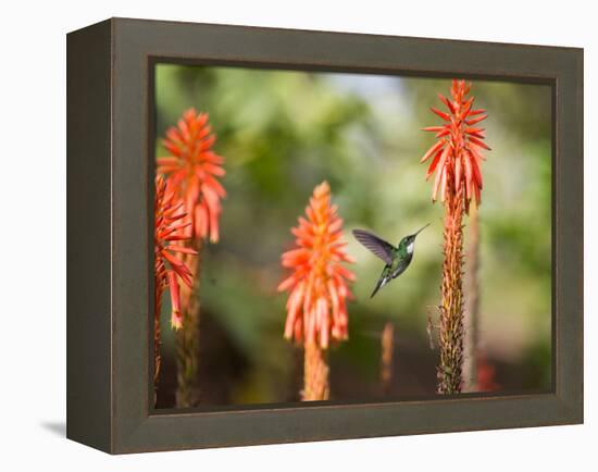 A White-Throated Hummingbird Feeds from Flower in Ibirapuera Park-Alex Saberi-Framed Premier Image Canvas