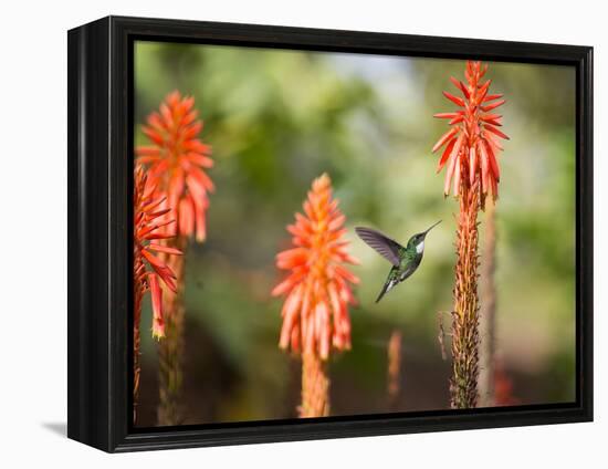 A White-Throated Hummingbird Feeds from Flower in Ibirapuera Park-Alex Saberi-Framed Premier Image Canvas