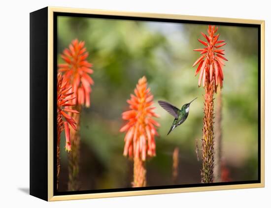 A White-Throated Hummingbird Feeds from Flower in Ibirapuera Park-Alex Saberi-Framed Premier Image Canvas