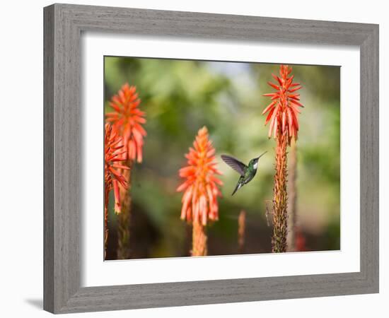 A White-Throated Hummingbird Feeds from Flower in Ibirapuera Park-Alex Saberi-Framed Photographic Print