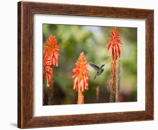 A White-Throated Hummingbird Feeds from Flower in Ibirapuera Park-Alex Saberi-Framed Photographic Print