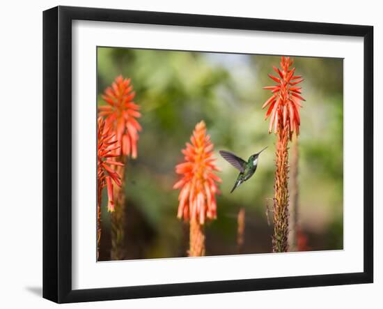 A White-Throated Hummingbird Feeds from Flower in Ibirapuera Park-Alex Saberi-Framed Photographic Print