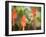 A White-Throated Hummingbird Feeds from Flower in Ibirapuera Park-Alex Saberi-Framed Photographic Print