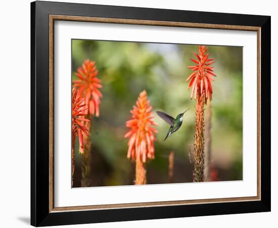 A White-Throated Hummingbird Feeds from Flower in Ibirapuera Park-Alex Saberi-Framed Photographic Print