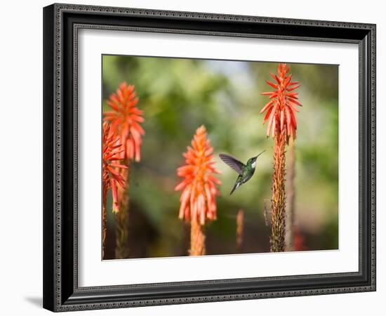 A White-Throated Hummingbird Feeds from Flower in Ibirapuera Park-Alex Saberi-Framed Photographic Print