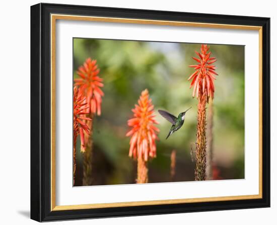 A White-Throated Hummingbird Feeds from Flower in Ibirapuera Park-Alex Saberi-Framed Photographic Print