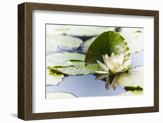 A White Water Lily Blossom-Petra Daisenberger-Framed Photographic Print