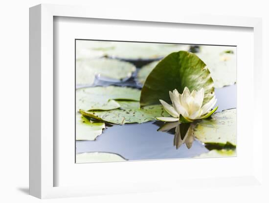 A White Water Lily Blossom-Petra Daisenberger-Framed Photographic Print