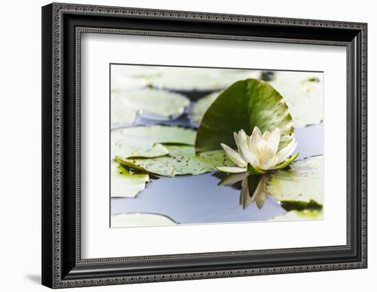 A White Water Lily Blossom-Petra Daisenberger-Framed Photographic Print