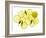 A Whole Lemon, Lemon Slices and Leaves-Petr Gross-Framed Photographic Print