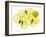 A Whole Lemon, Lemon Slices and Leaves-Petr Gross-Framed Photographic Print