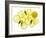 A Whole Lemon, Lemon Slices and Leaves-Petr Gross-Framed Photographic Print