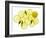 A Whole Lemon, Lemon Slices and Leaves-Petr Gross-Framed Photographic Print