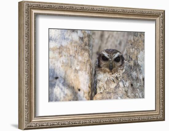 A wild adult bare-legged owl (Margarobyas lawrencii), endemic to Cuba, Zapata National Park, Cuba, -Michael Nolan-Framed Photographic Print