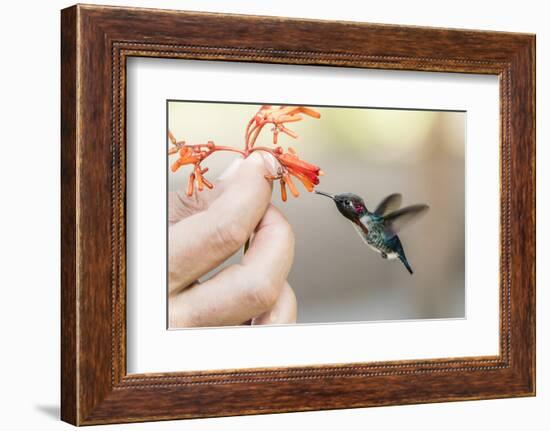 A wild adult male bee hummingbird (Mellisuga helenae), attracted to hand-held flower near Playa Lar-Michael Nolan-Framed Photographic Print