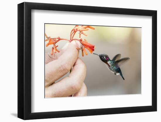 A wild adult male bee hummingbird (Mellisuga helenae), attracted to hand-held flower near Playa Lar-Michael Nolan-Framed Photographic Print