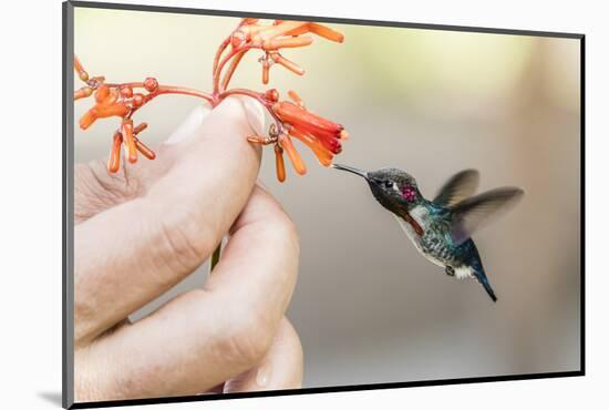 A wild adult male bee hummingbird (Mellisuga helenae), attracted to hand-held flower near Playa Lar-Michael Nolan-Mounted Photographic Print