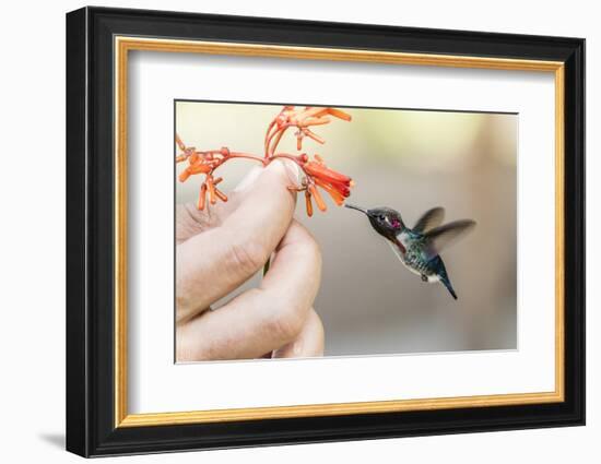 A wild adult male bee hummingbird (Mellisuga helenae), attracted to hand-held flower near Playa Lar-Michael Nolan-Framed Photographic Print