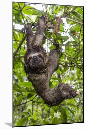 A wild brown-throated sloth , Landing Casual, Upper Amazon River Basin, Loreto, Peru-Michael Nolan-Mounted Photographic Print