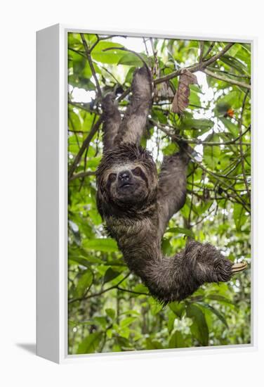 A wild brown-throated sloth , Landing Casual, Upper Amazon River Basin, Loreto, Peru-Michael Nolan-Framed Premier Image Canvas