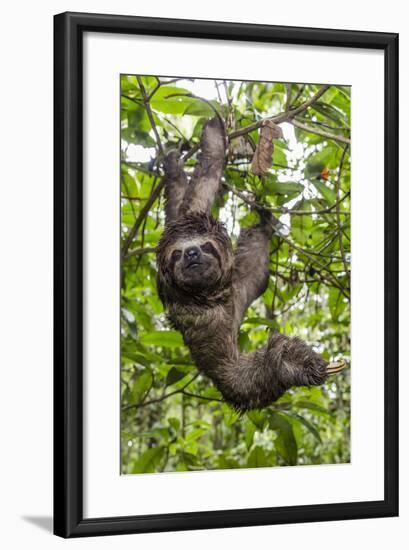 A wild brown-throated sloth , Landing Casual, Upper Amazon River Basin, Loreto, Peru-Michael Nolan-Framed Photographic Print