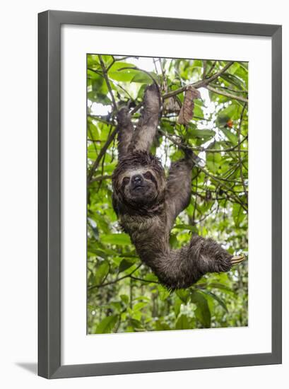 A wild brown-throated sloth , Landing Casual, Upper Amazon River Basin, Loreto, Peru-Michael Nolan-Framed Photographic Print