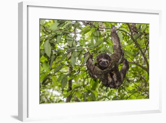 A wild brown-throated sloth , Landing Casual, Upper Amazon River Basin, Loreto, Peru-Michael Nolan-Framed Photographic Print