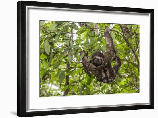 A wild brown-throated sloth , Landing Casual, Upper Amazon River Basin, Loreto, Peru-Michael Nolan-Framed Photographic Print