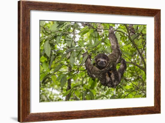 A wild brown-throated sloth , Landing Casual, Upper Amazon River Basin, Loreto, Peru-Michael Nolan-Framed Photographic Print