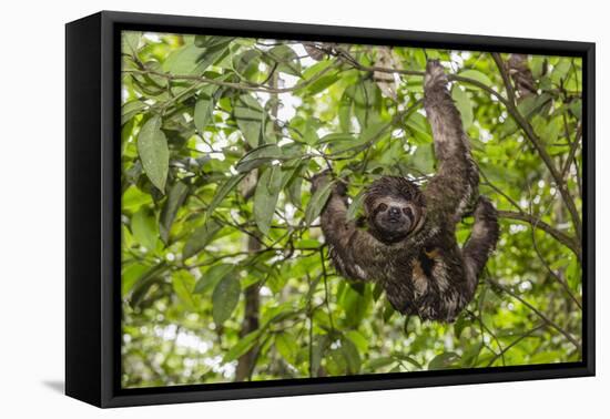 A wild brown-throated sloth , Landing Casual, Upper Amazon River Basin, Loreto, Peru-Michael Nolan-Framed Premier Image Canvas
