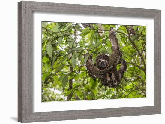 A wild brown-throated sloth , Landing Casual, Upper Amazon River Basin, Loreto, Peru-Michael Nolan-Framed Photographic Print