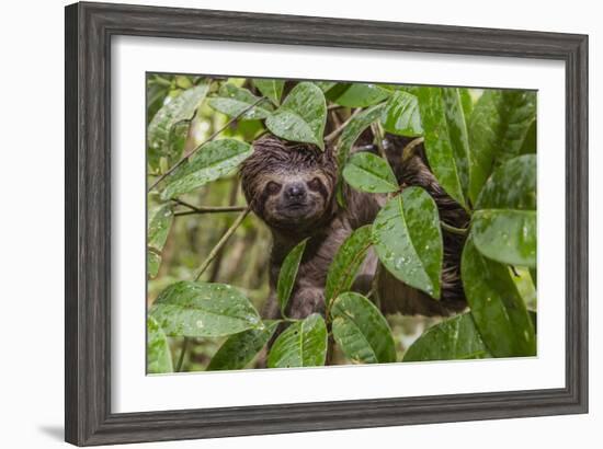 A wild brown-throated sloth , Landing Casual, Upper Amazon River Basin, Loreto, Peru-Michael Nolan-Framed Photographic Print