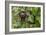 A wild brown-throated sloth , Landing Casual, Upper Amazon River Basin, Loreto, Peru-Michael Nolan-Framed Photographic Print