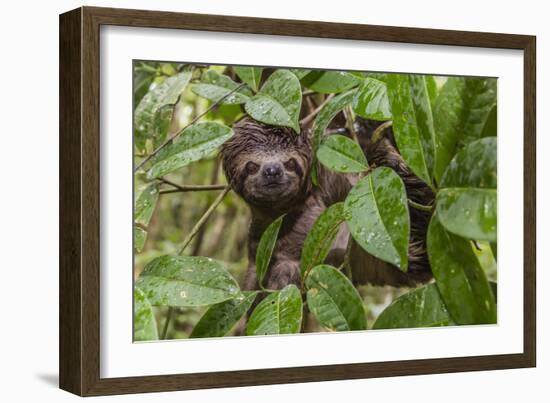 A wild brown-throated sloth , Landing Casual, Upper Amazon River Basin, Loreto, Peru-Michael Nolan-Framed Photographic Print