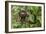 A wild brown-throated sloth , Landing Casual, Upper Amazon River Basin, Loreto, Peru-Michael Nolan-Framed Photographic Print