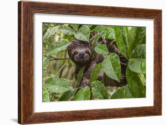 A wild brown-throated sloth , Landing Casual, Upper Amazon River Basin, Loreto, Peru-Michael Nolan-Framed Photographic Print
